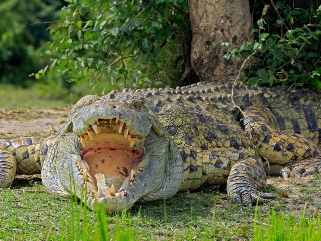 Nile Crocodile Nile Crocodile