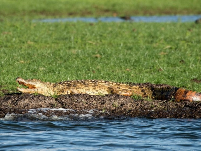 Nile Crocodile Nile Crocodile
