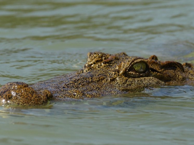 Nile Crocodile Nile Crocodile
