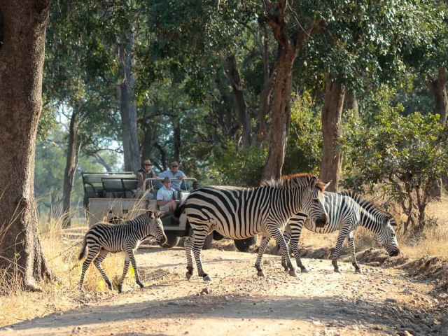 Nkonzi Bush Camp, South Luangwa National Park, Zambia Nkonzi Bush Camp, South Luangwa National Park, Zambia