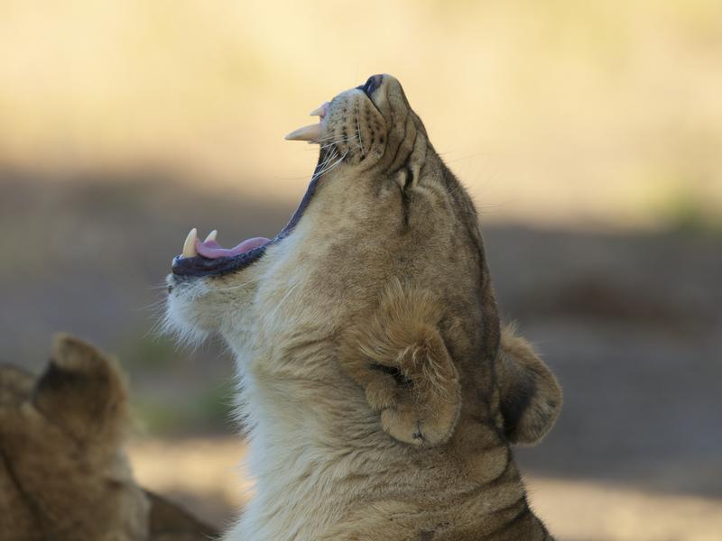 Understanding the differences between popular safari locations.