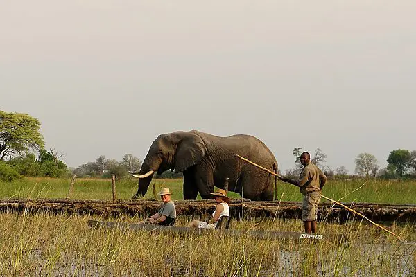 Mokoro, Okavango Delta