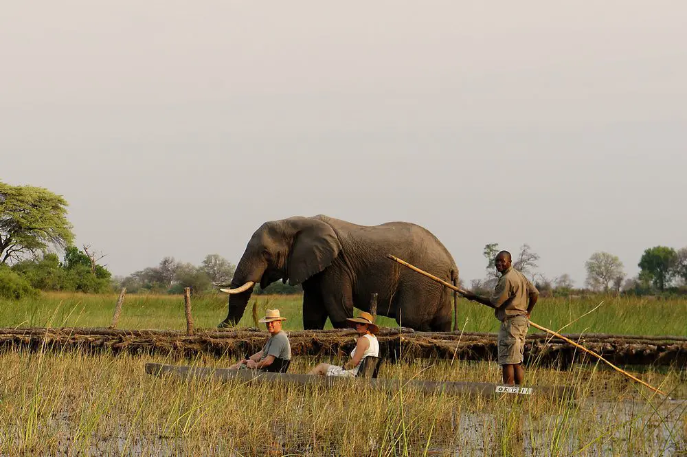 Mokoro, Okavango Delta