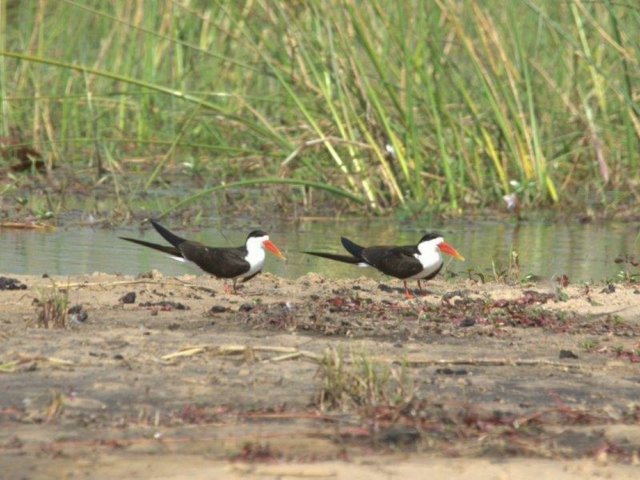 African Skimmer, Panhandle, Okavango, Botswana African Skimmer, Panhandle, Okavango, Botswana