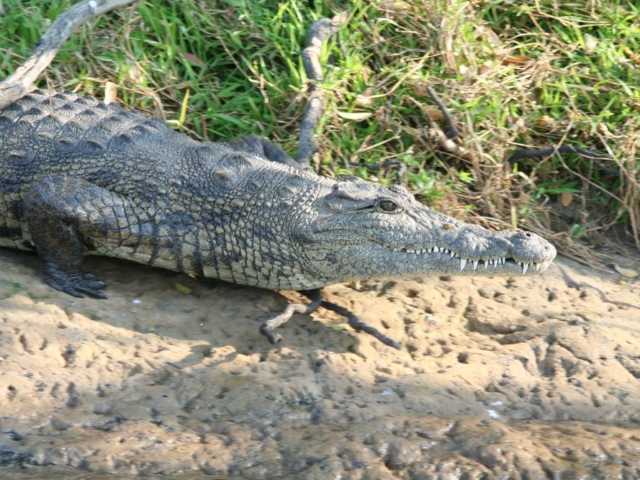 Crocodile, Panhandle, Okavango, Botswana Crocodile, Panhandle, Okavango, Botswana