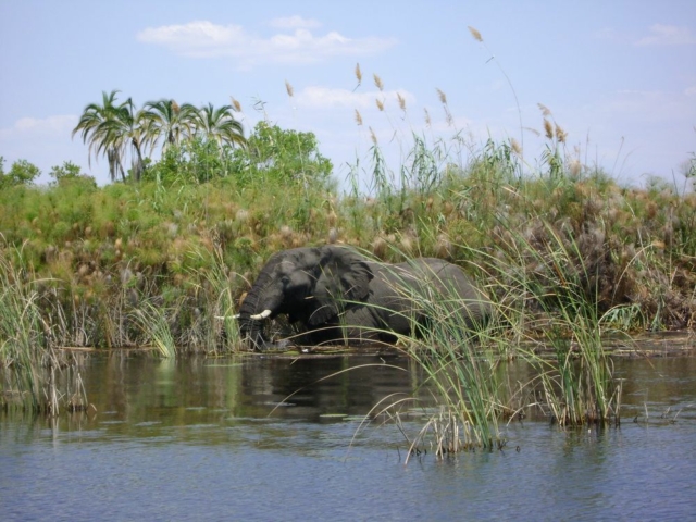 Panhandle, Okavango, Botswana Panhandle, Okavango, Botswana