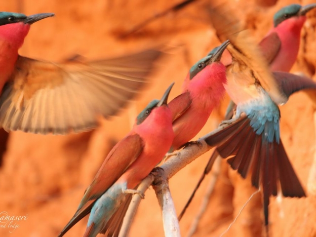 Carmine Bee-eaters, Panhandle, Okavango, Botswana Carmine Bee-eaters, Panhandle, Okavango, Botswana