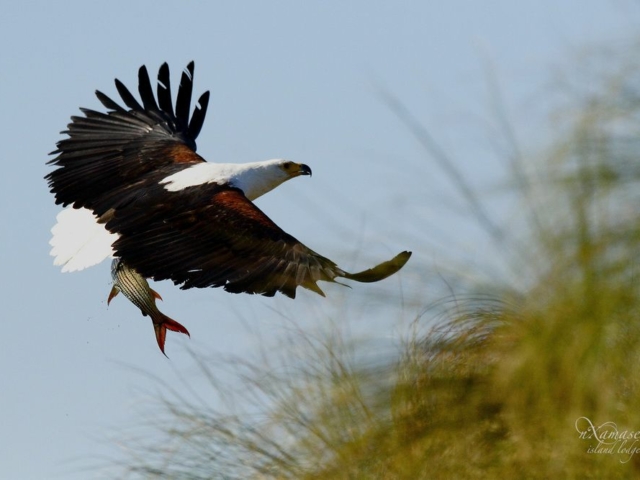 Fish Eagle, Panhandle, Okavango, Botswana Fish Eagle, Panhandle, Okavango, Botswana