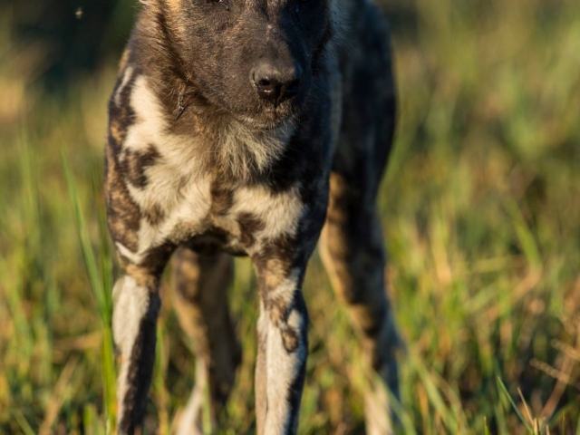 Photographic Safari Tyler Garnham Photographic Safari Tyler Garnham
