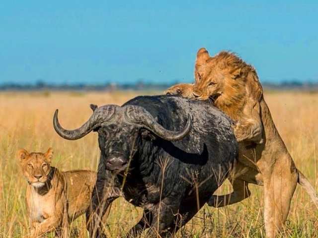 Photographic Safari Tyler Garnham Photographic Safari Tyler Garnham