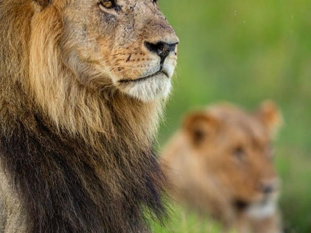 Photographic Safari Tyler Garnham Photographic Safari Tyler Garnham