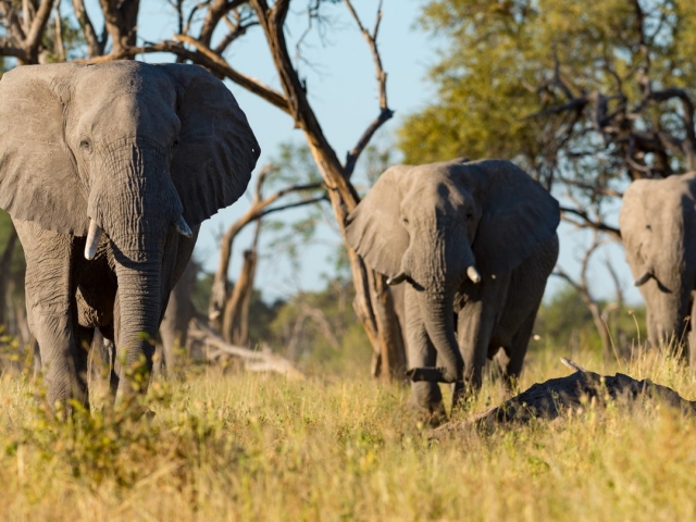 Photographic Safari Tyler Garnham Photographic Safari Tyler Garnham