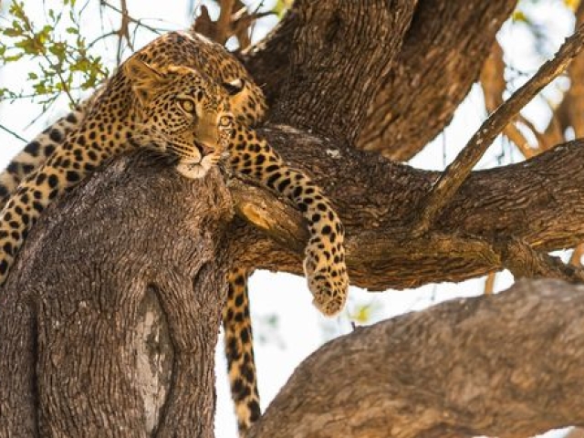 Photographic Safari Tyler Garnham Photographic Safari Tyler Garnham