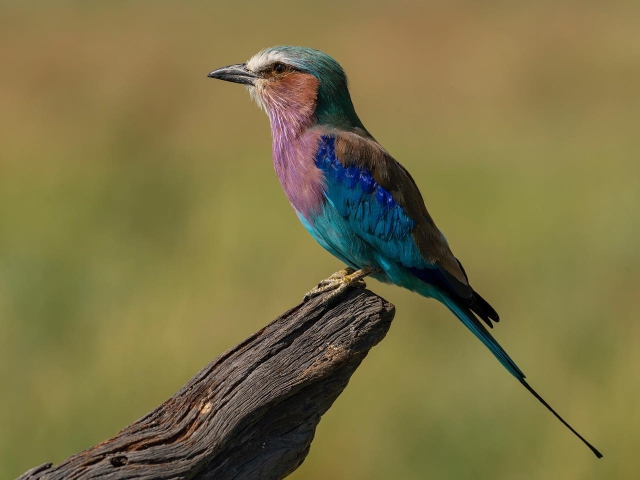 Photographic Safari Tyler Garnham Photographic Safari Tyler Garnham