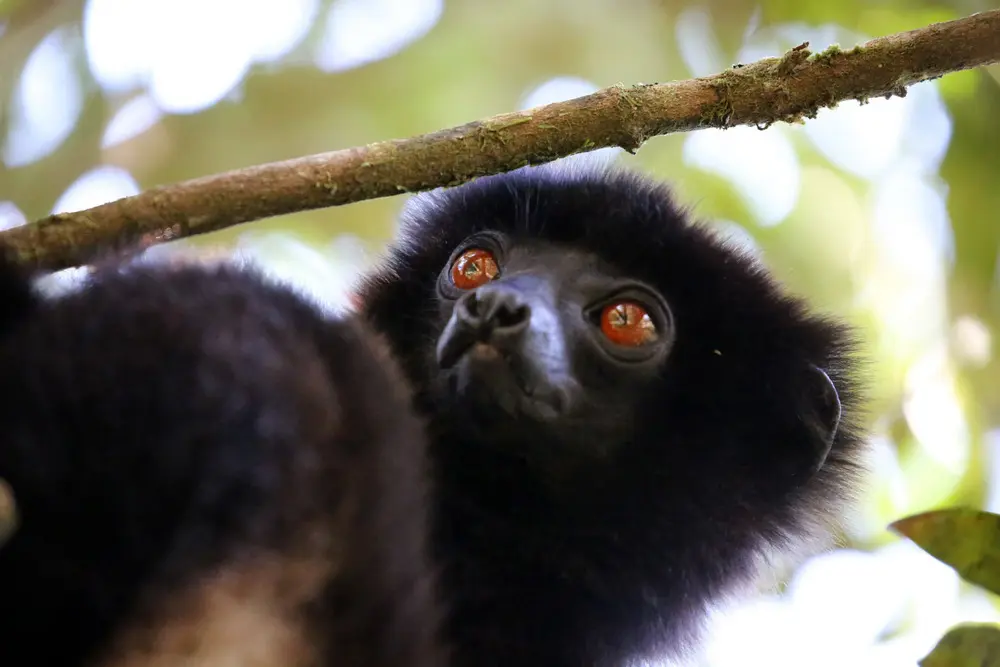 Milne-Edwards' Sifaka, Ranomafana National Park