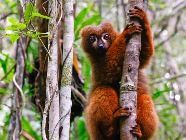 Red-Bellied Lemur Red-Bellied Lemur