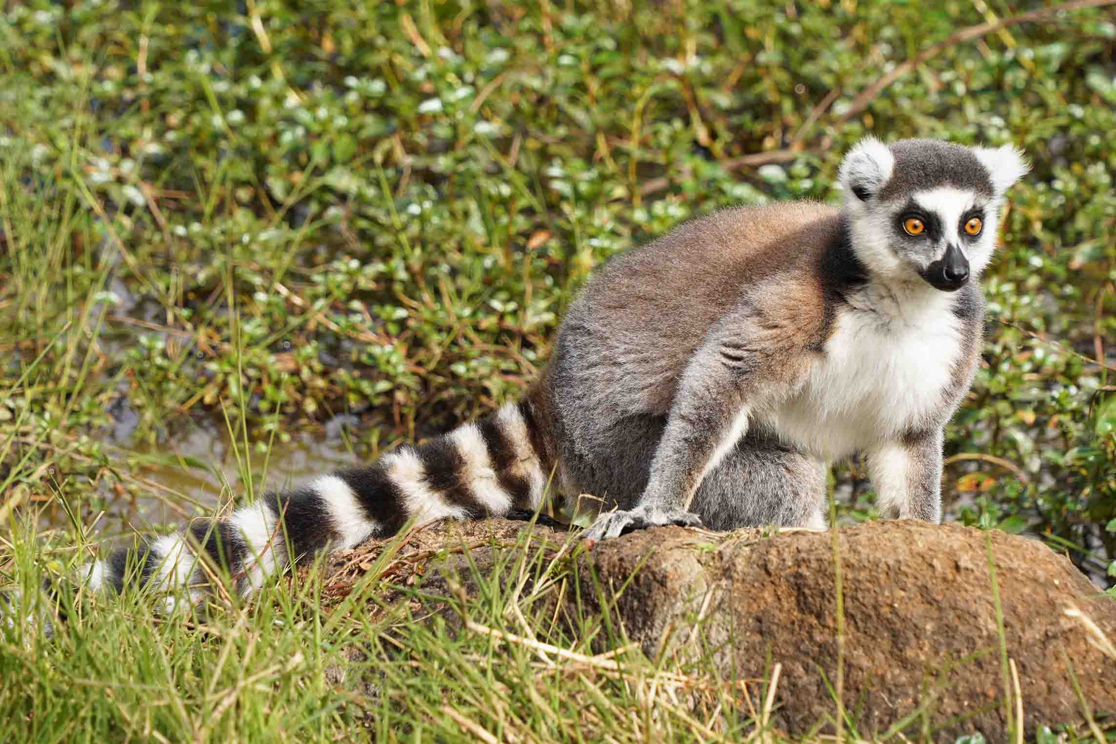 14-day 1000 Views of Madagascar