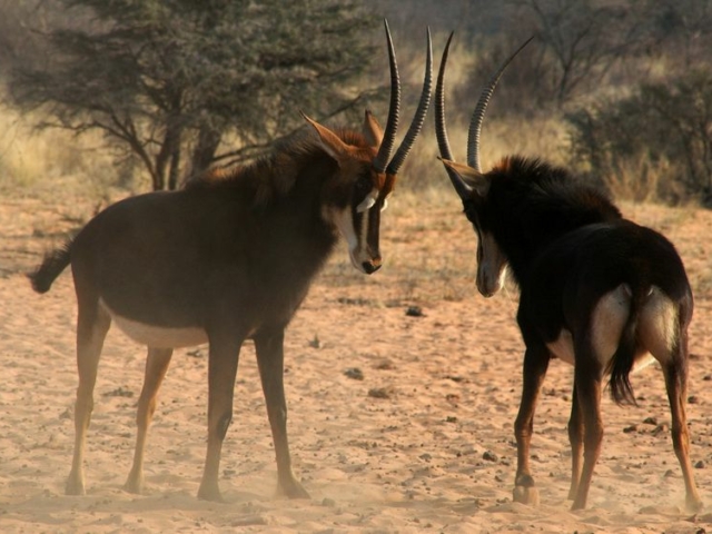 Sable Antelope Sable Antelope