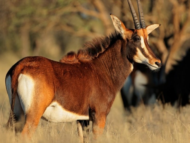 Sable Antelope Sable Antelope