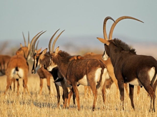 Sable Antelope Sable Antelope