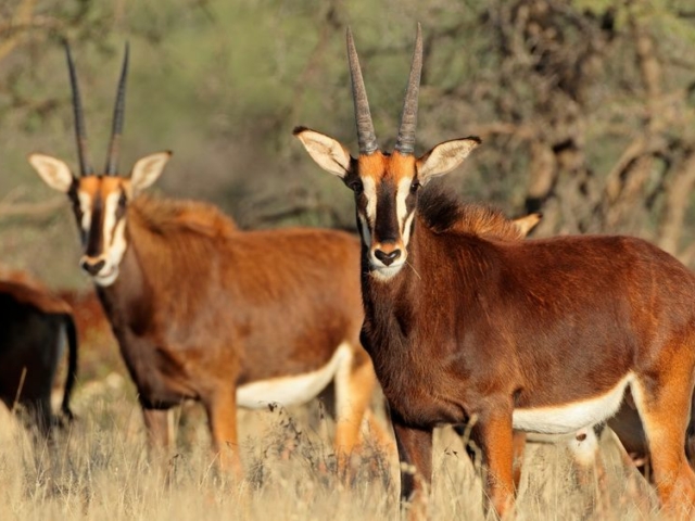 Sable Antelope Sable Antelope