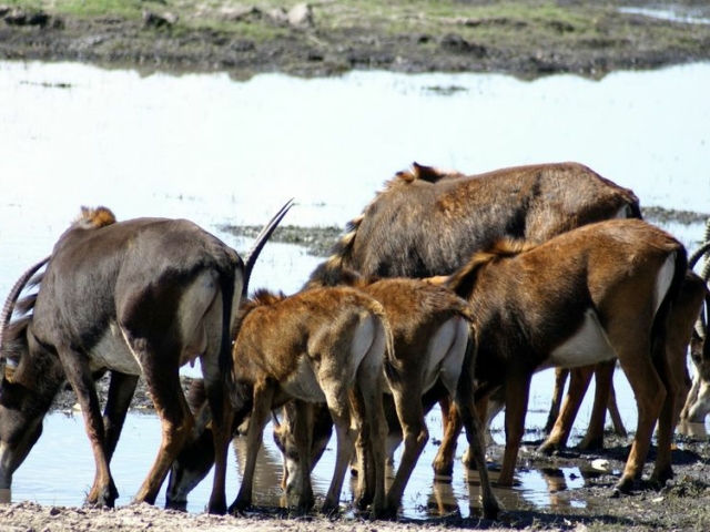 Sable Antelope Sable Antelope