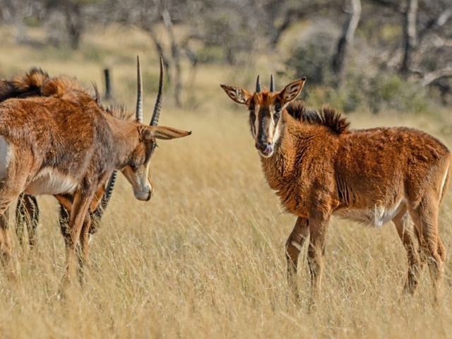 Sable Antelope Sable Antelope