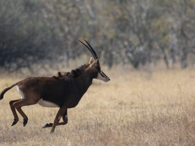 Sable Antelope Sable Antelope