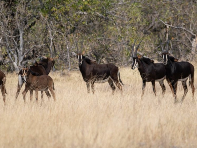 Sable Antelope Sable Antelope
