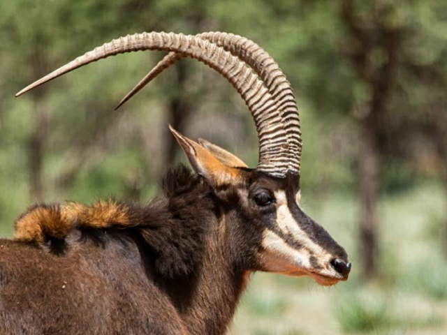 Sable Antelope Sable Antelope