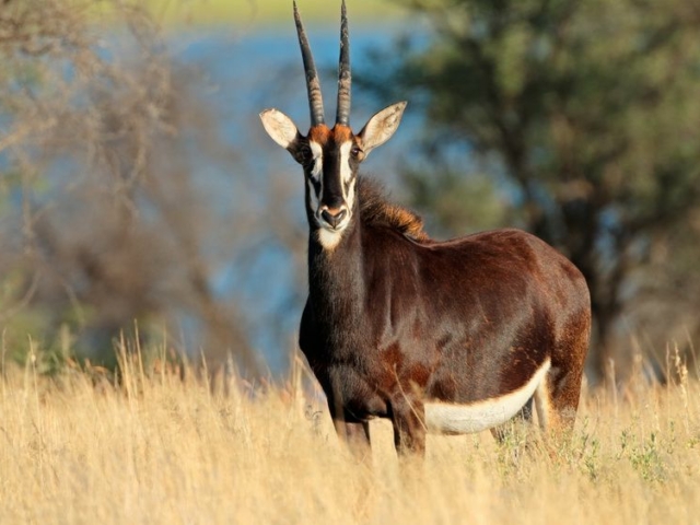Sable Antelope Sable Antelope