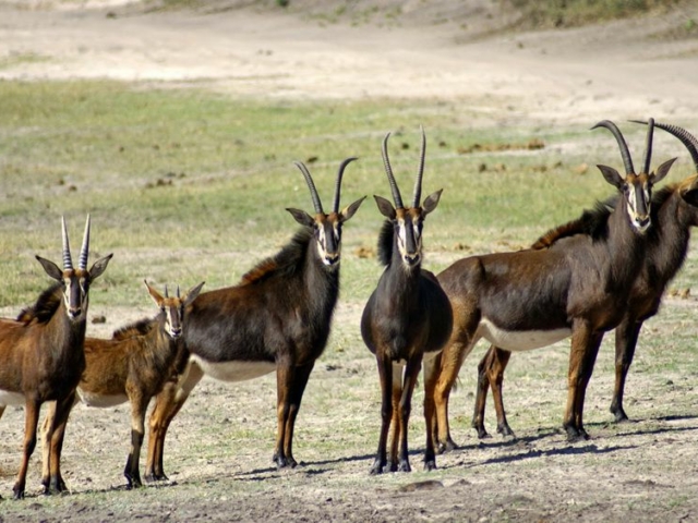 Sable Antelope Sable Antelope
