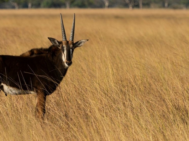 Sable Antelope Sable Antelope