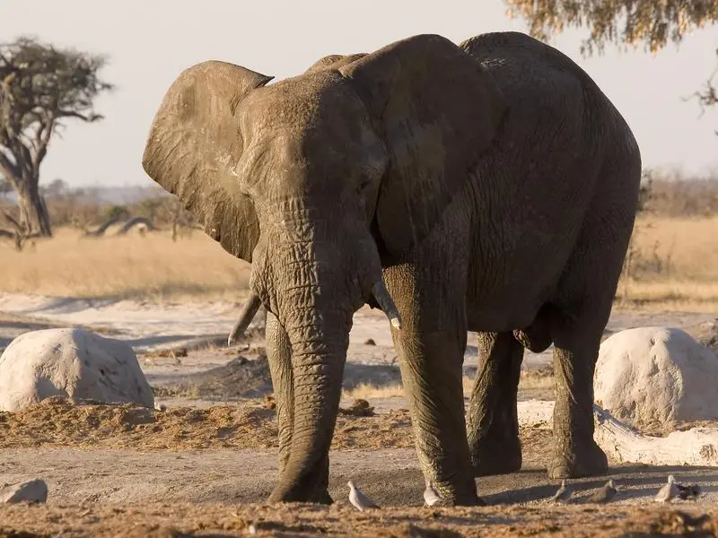 World Elephant Day – 12 August, 2020