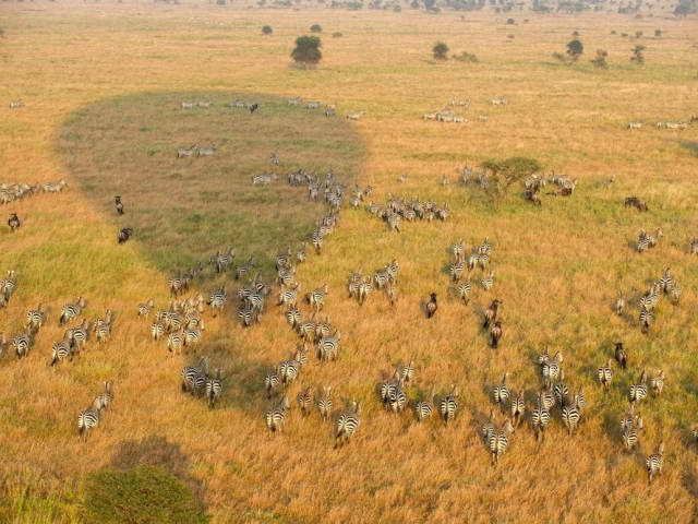 Serengeti Serena Lodge, Tanzania