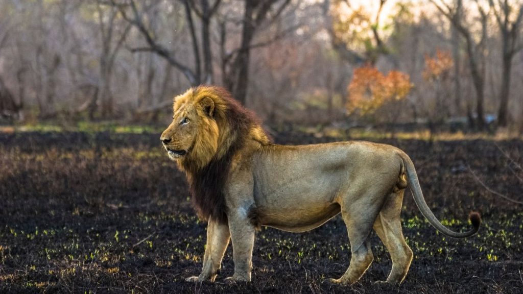 Controlled fires in Serengeti National Park, Tanzania
