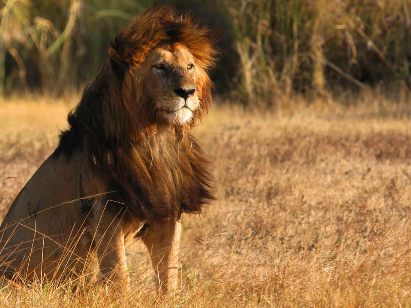 Serengeti National Park, Tanzania