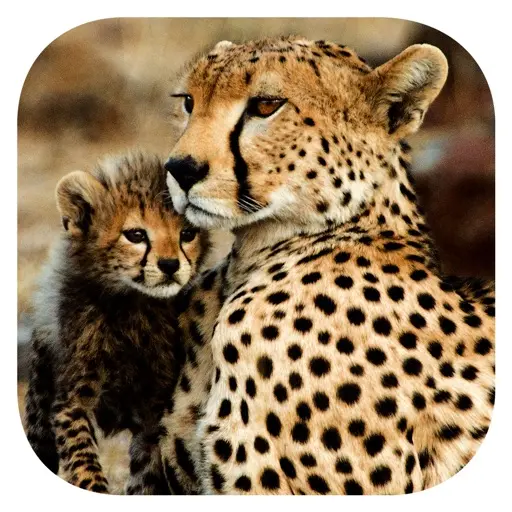 Stuarts African Mammals app icon