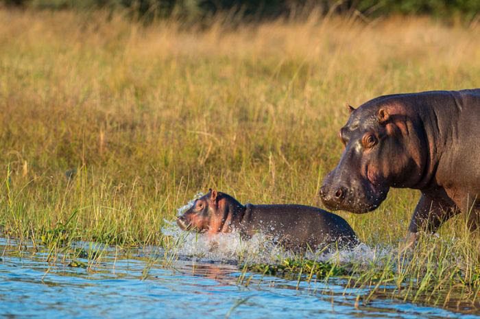 Liwonde National Park