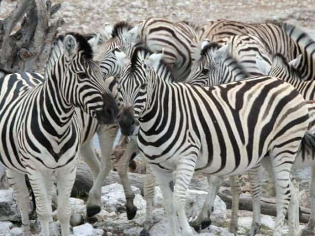 15-day Namibia and Zambezi (Accommodated)