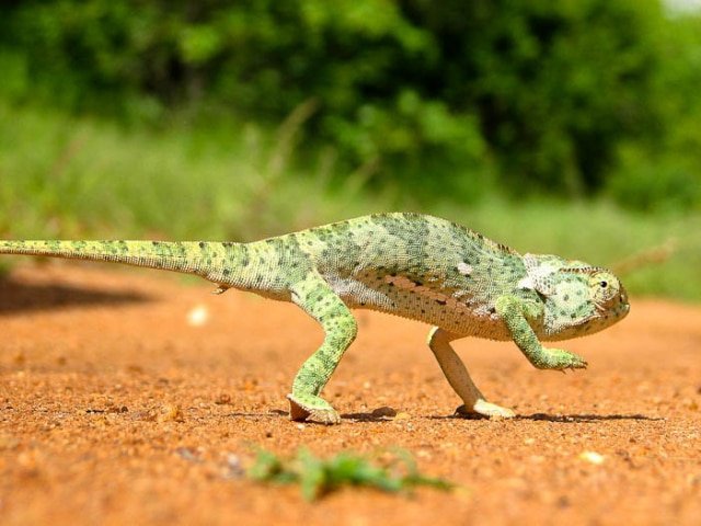 15-day Namibia and Zambezi (Accommodated)