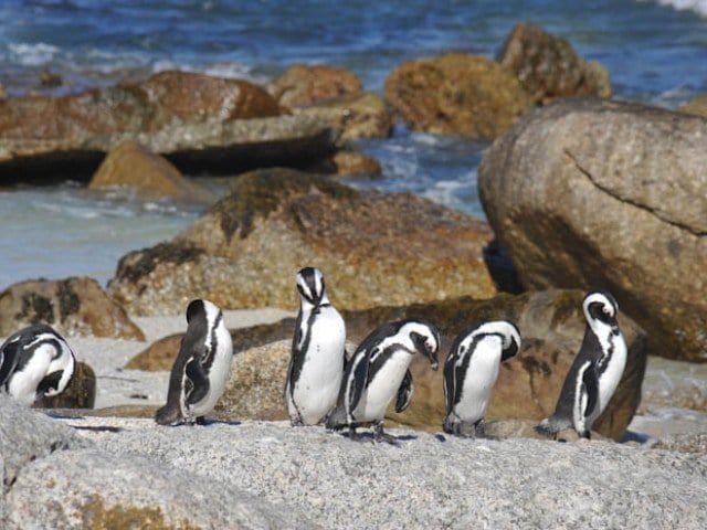 21-day Cape Town to Victoria Falls Grand Explorer (Accommodated)