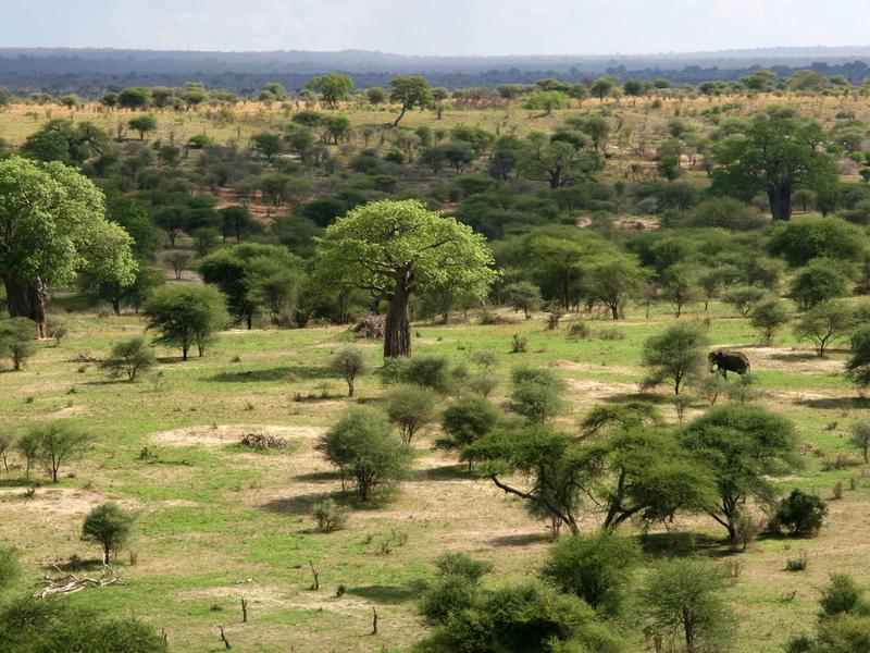Tarangire Naitonal Park, Tanzania