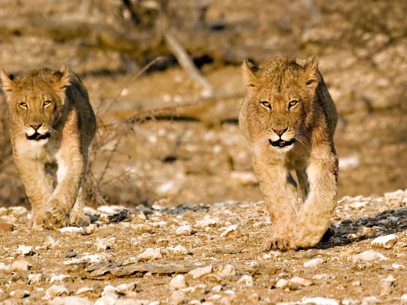 Northern Tuli Game Reserve, Botswana