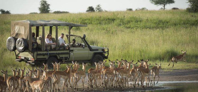 African Safari Travel in 2022