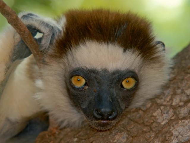 Verreaux's Sifaka