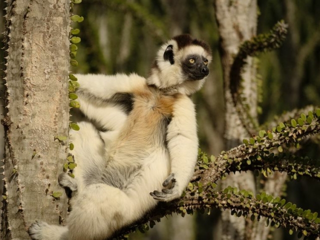 Verreaux's Sifaka