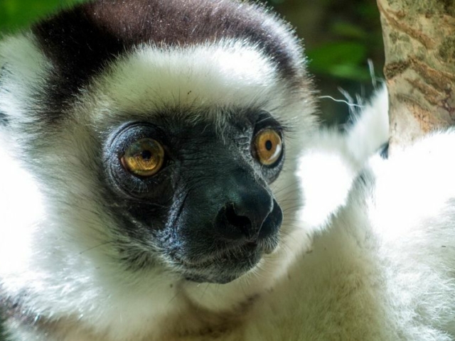 Verreaux's Sifaka