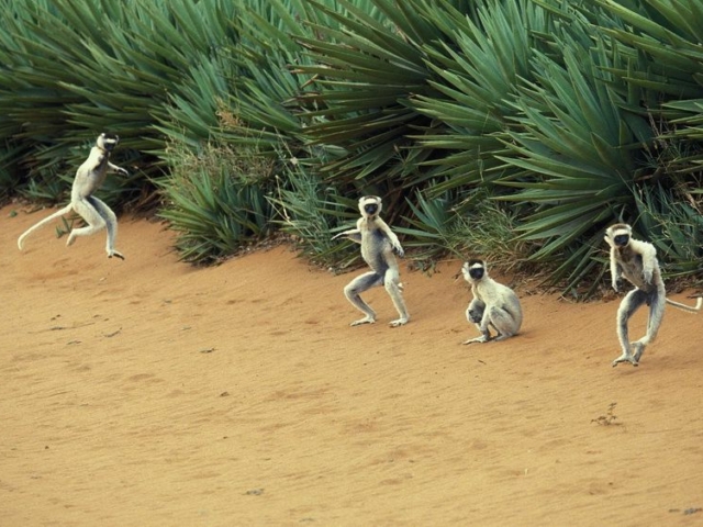 Verreaux's Sifaka