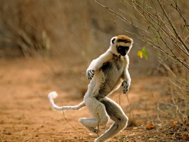 Verreaux's Sifaka